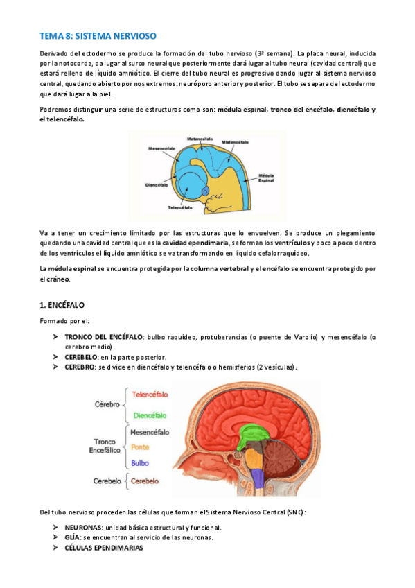 Miniatura del documento TEMA-ANATOMIA-WUOLAH-32-35.pdf