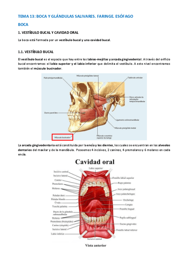 Miniatura del documento TEMA-ANATOMIA-WUOLAH-54-56.pdf