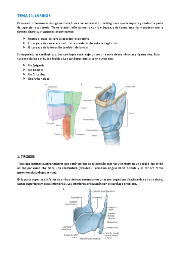 Miniatura del documento TEMA-ANATOMIA-WUOLAH-61-65.pdf
