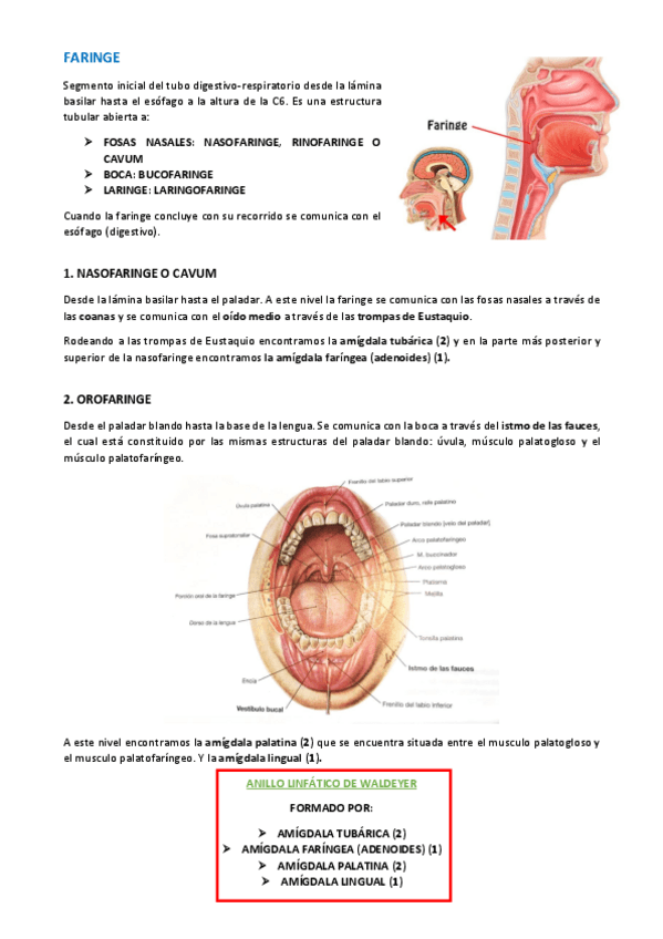 Miniatura del documento TEMA-ANATOMIA-WUOLAH-57-60.pdf