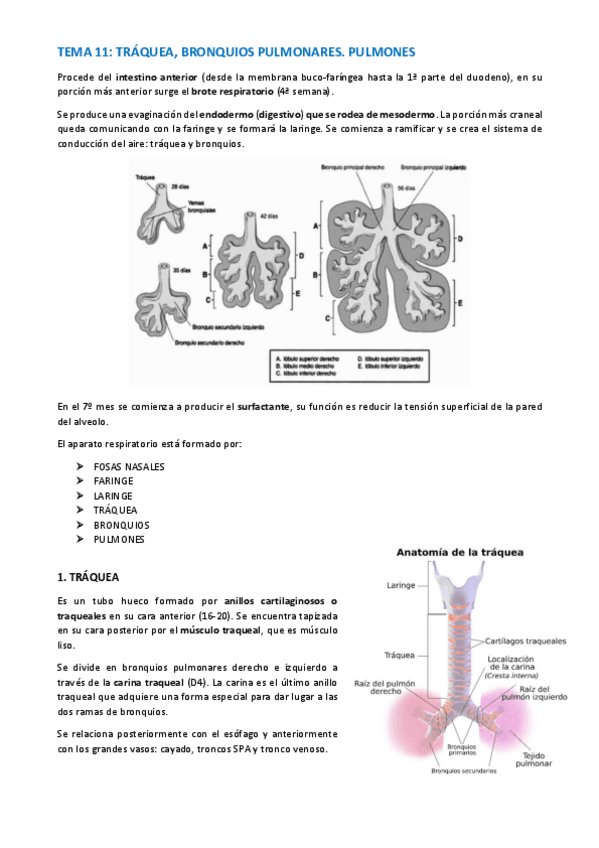 Miniatura del documento TEMA-ANATOMIA-WUOLAH-42-44.pdf