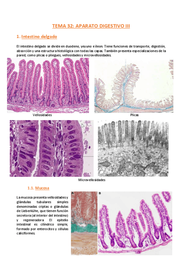 Miniatura del documento TEMA-32-Histologia.pdf