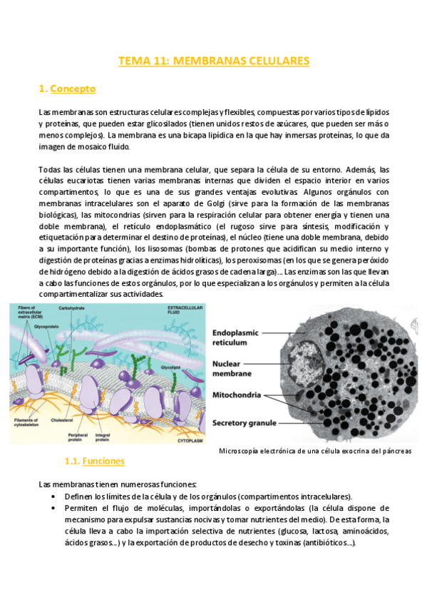 Miniatura del documento TEMA-11-Bioquimica.pdf