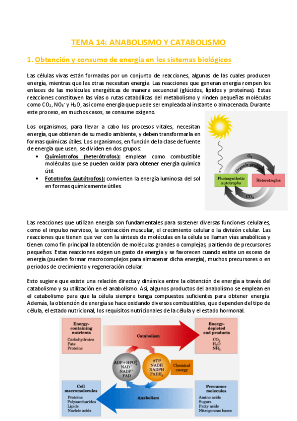Miniatura del documento TEMA-14-Bioquimica.pdf