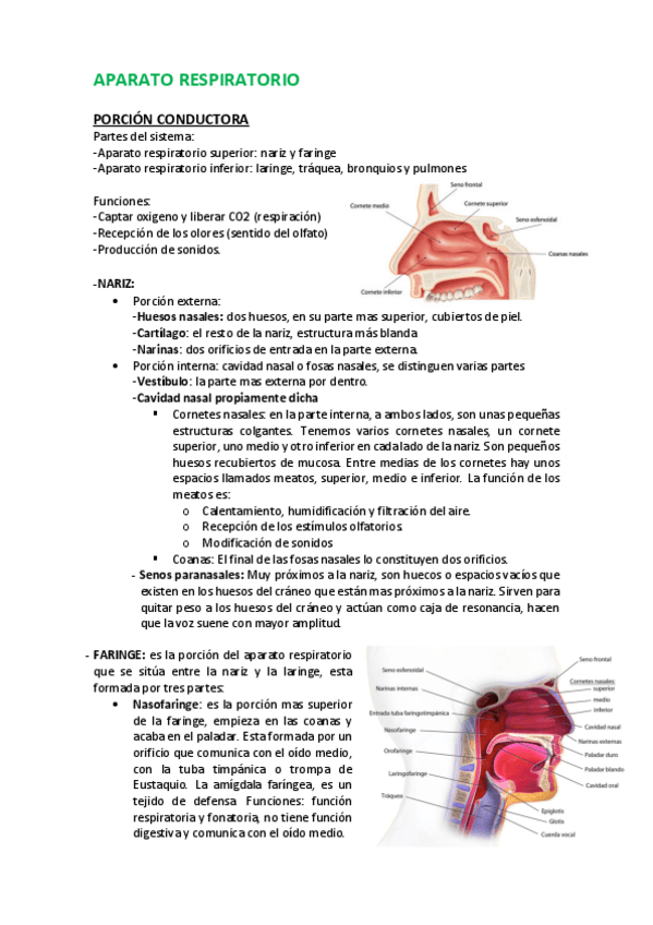 Miniatura del documento 4-APARATO RESPIRATORIO.pdf