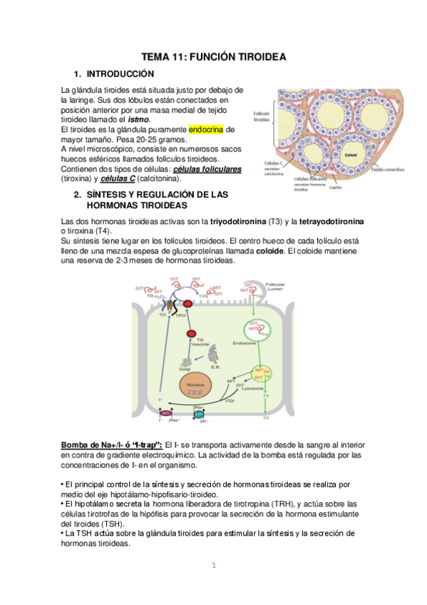 Miniatura del documento TEMA-11-FUNCION-TIROIDEA.pdf