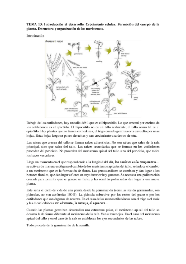 Miniatura del documento TEMA-13.pdf