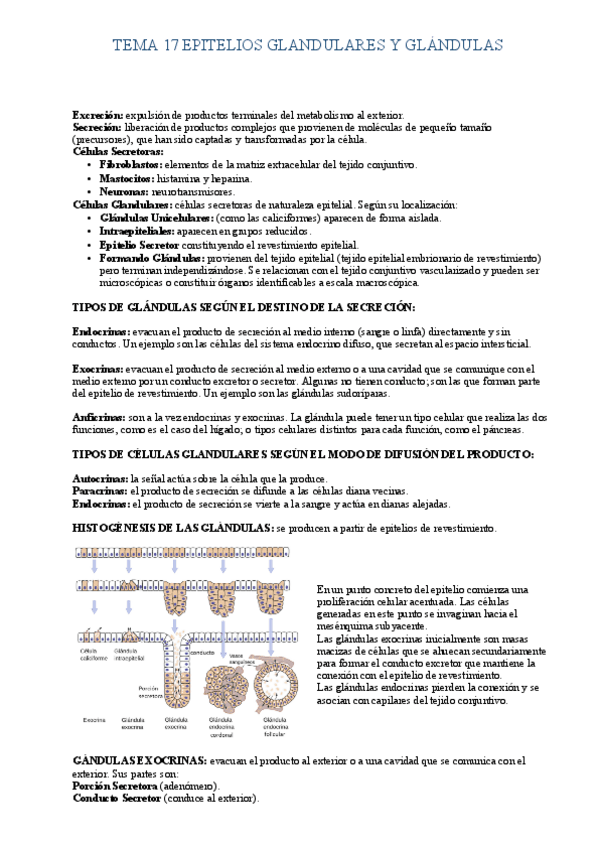 Miniatura del documento TEMA-17-Epitelios-Glandulares.pdf