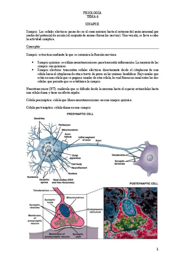 Miniatura del documento T.pdf