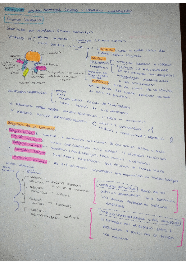 Miniatura del documento Tema-4-anatomia.pdf