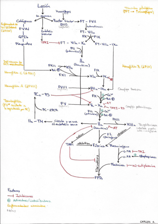 Miniatura del documento Esquema-Cascada-de-Factores-de-Coagulacion.pdf