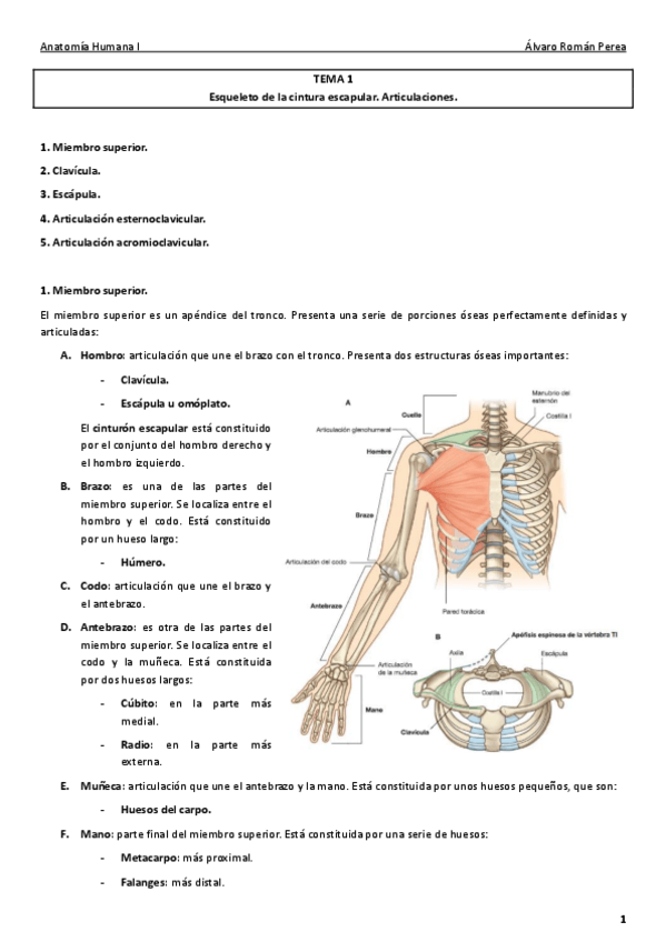 Miniatura del documento Anatomía. Tema 1..pdf