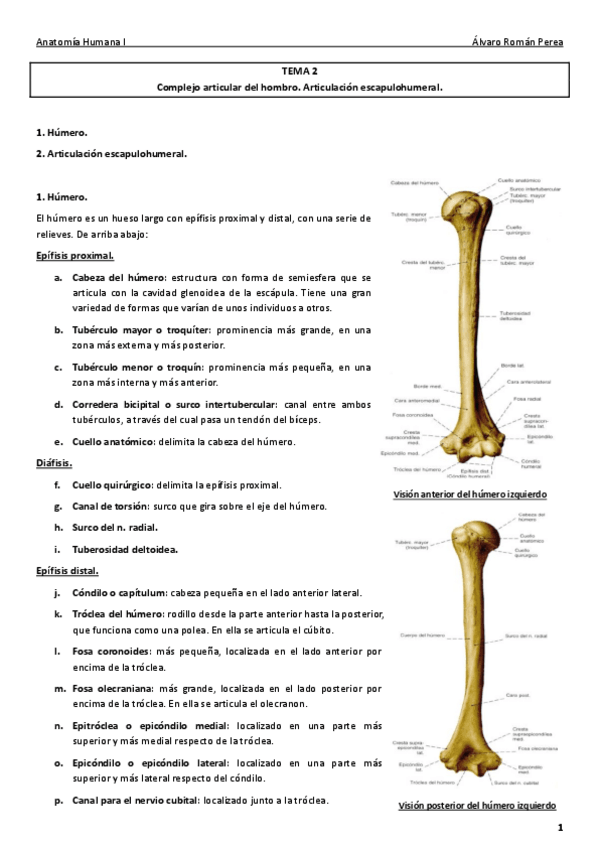 Miniatura del documento Anatomía. Tema 2..pdf