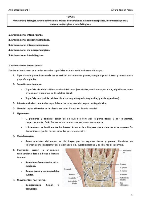Miniatura del documento Anatomía. Tema 5..pdf
