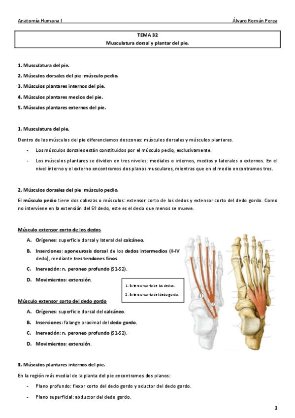 Miniatura del documento Anatomía. Tema 32..pdf