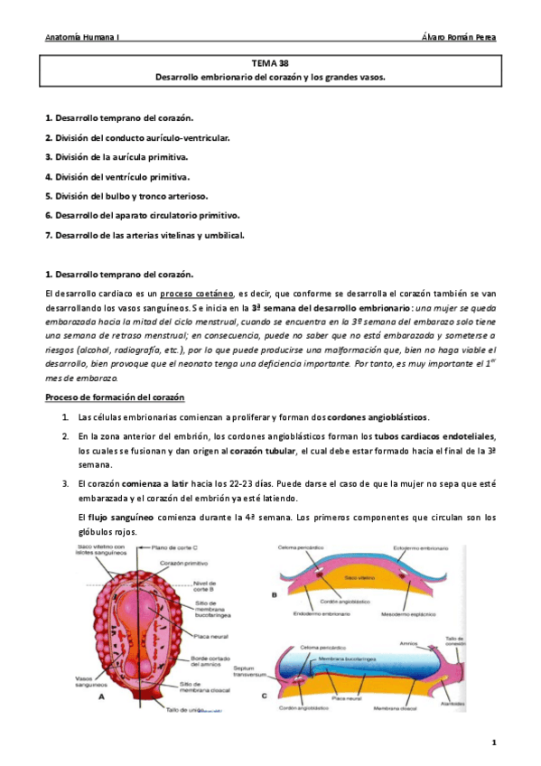 Miniatura del documento Anatomía. Tema 38..pdf
