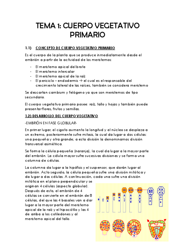 Miniatura del documento TEMA-1-ORGANOGRAFIA.pdf