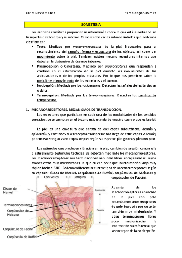 Miniatura del documento Somestesia.pdf