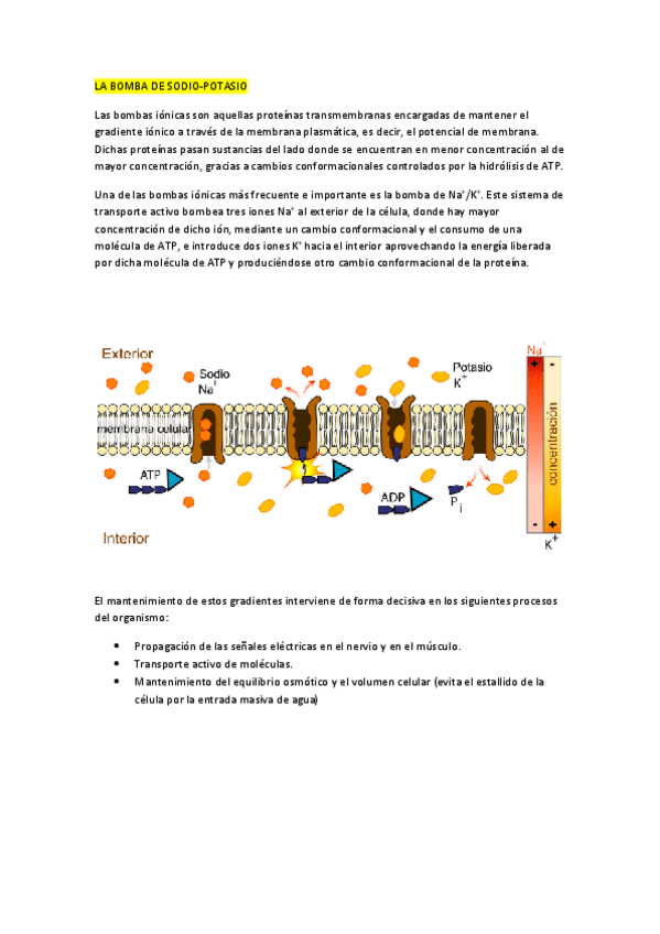 Miniatura del documento Bomba-sodio-potasio.pdf