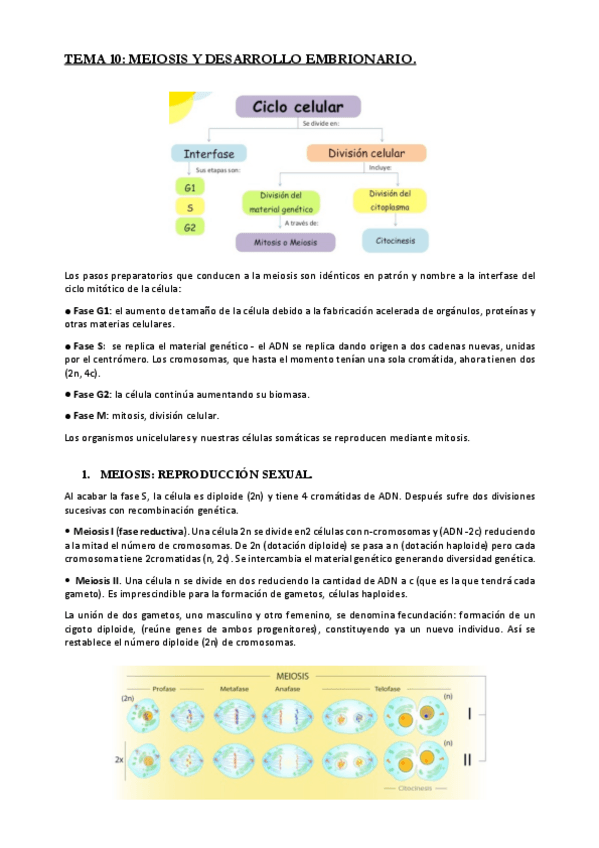 Miniatura del documento TEMA-10-MEIOSIS-Y-DESARROLLO-EMBRIONARIO.pdf