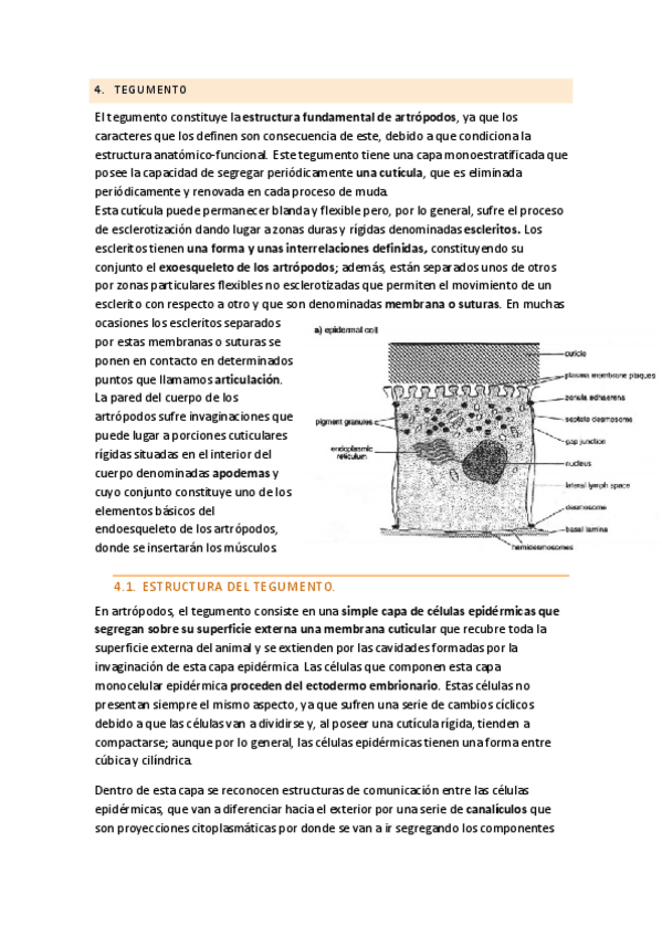Miniatura del documento TEGUMENTO.pdf