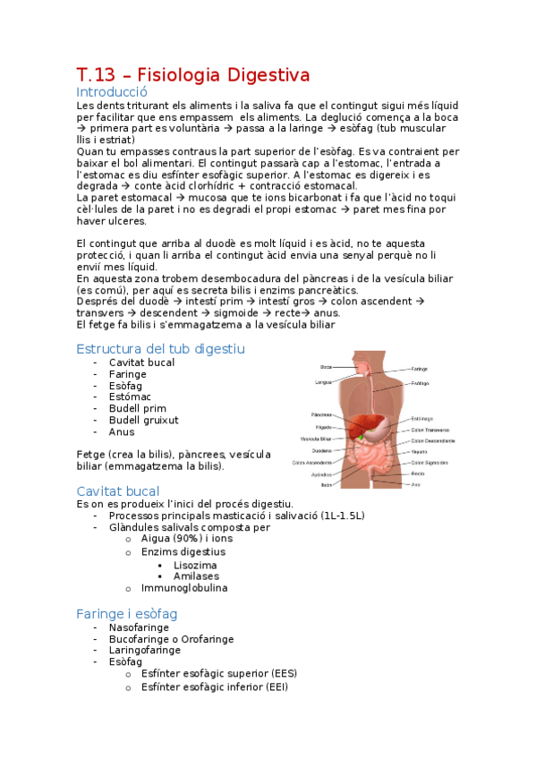 Miniatura del documento Fisiologia-Digestiva.docx
