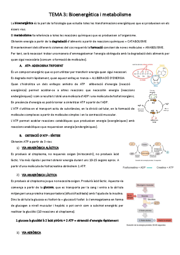 Miniatura del documento t-3-metabolisme.pdf