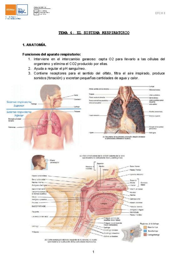 Miniatura del documento TEMA-4-EL-SISTEMA-RESPIRATORIO-3.pdf