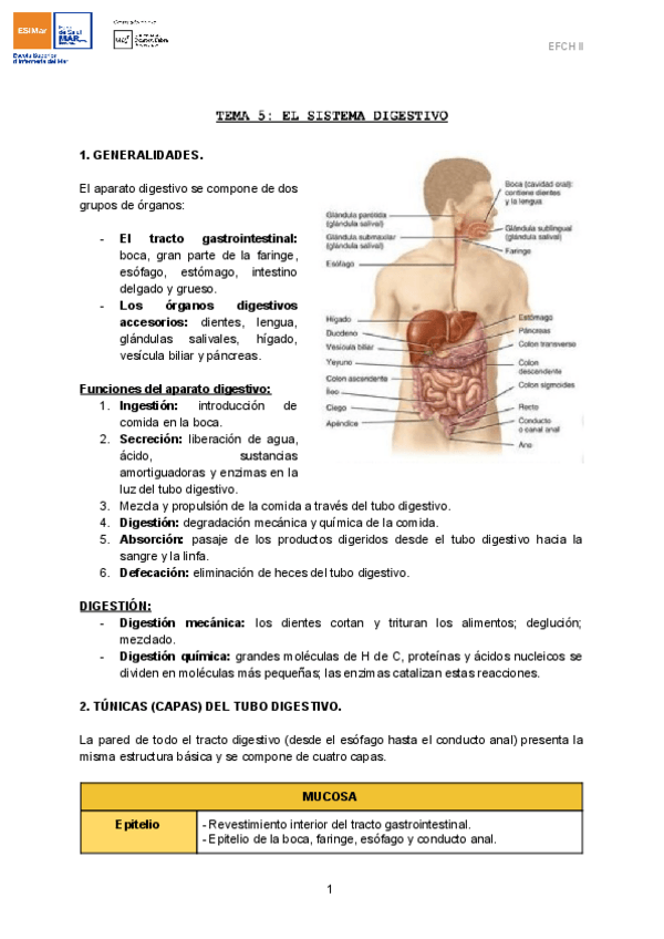 Miniatura del documento TEMA-5-EL-SISTEMA-DIGESTIVO-1.pdf