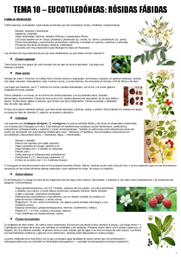Miniatura del documento TEMA 10 - BOT. MEDICINAL.pdf
