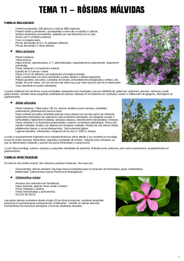 Miniatura del documento TEMA 11 - BOT. MEDECINAL.pdf