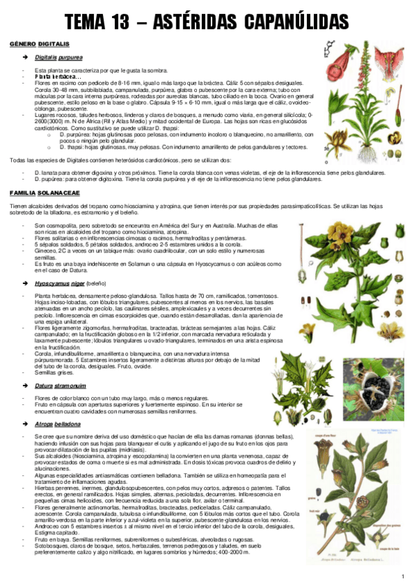 Miniatura del documento TEMA 13 - BOT. MEDICINAL.pdf