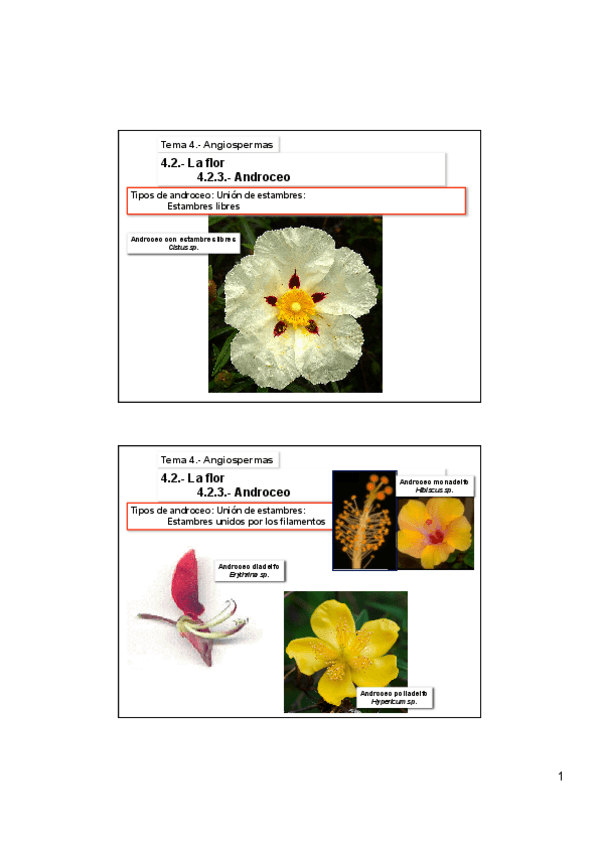 Miniatura del documento Tema-4B-Angiospermas.pdf
