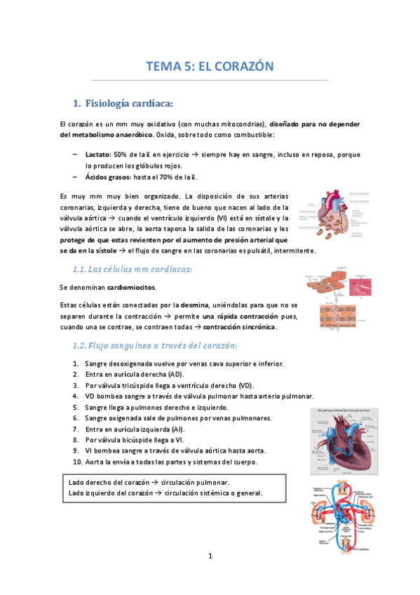Miniatura del documento TEMA-5-EL-CORAZON.pdf