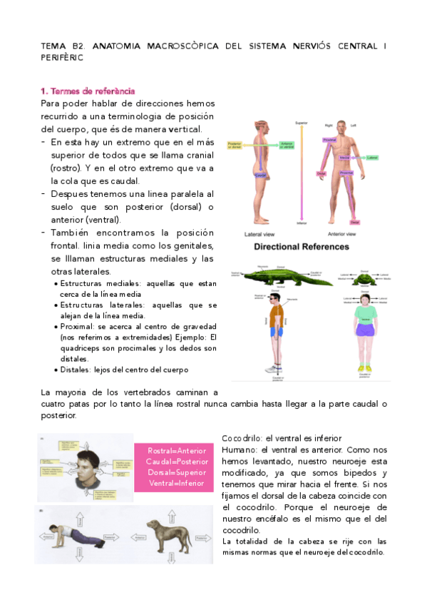 Miniatura del documento Tema-2-Anatomia-macroscopica-.pdf