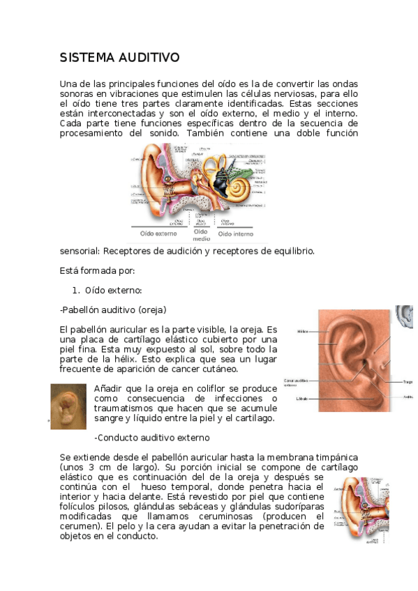 Miniatura del documento TEMA-SISTEMA-AUDITIVO-definitivo.docx
