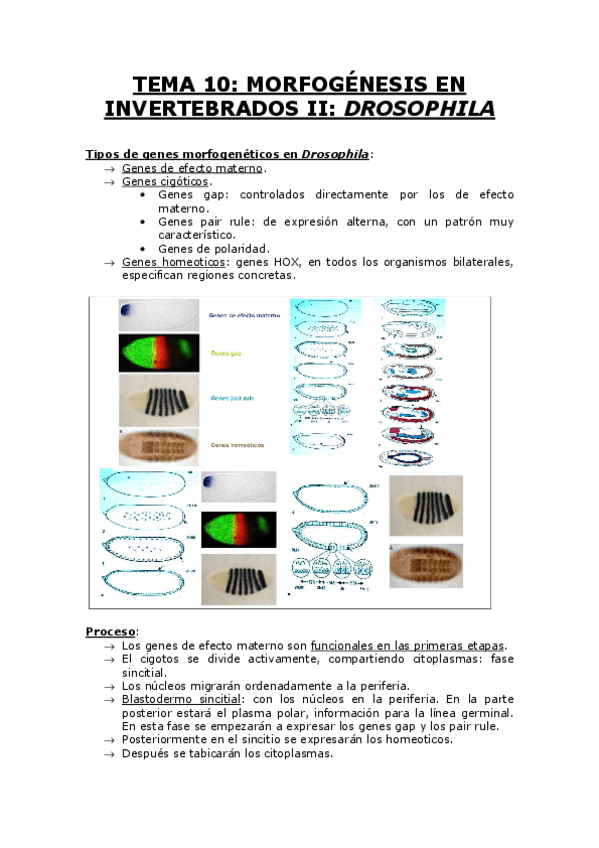 Miniatura del documento TEMA 10.pdf