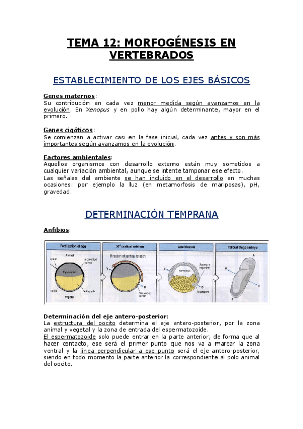 Miniatura del documento TEMA 12.pdf