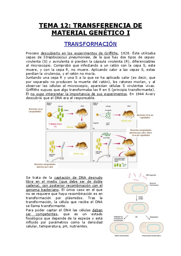 Miniatura del documento TEMA 12.pdf