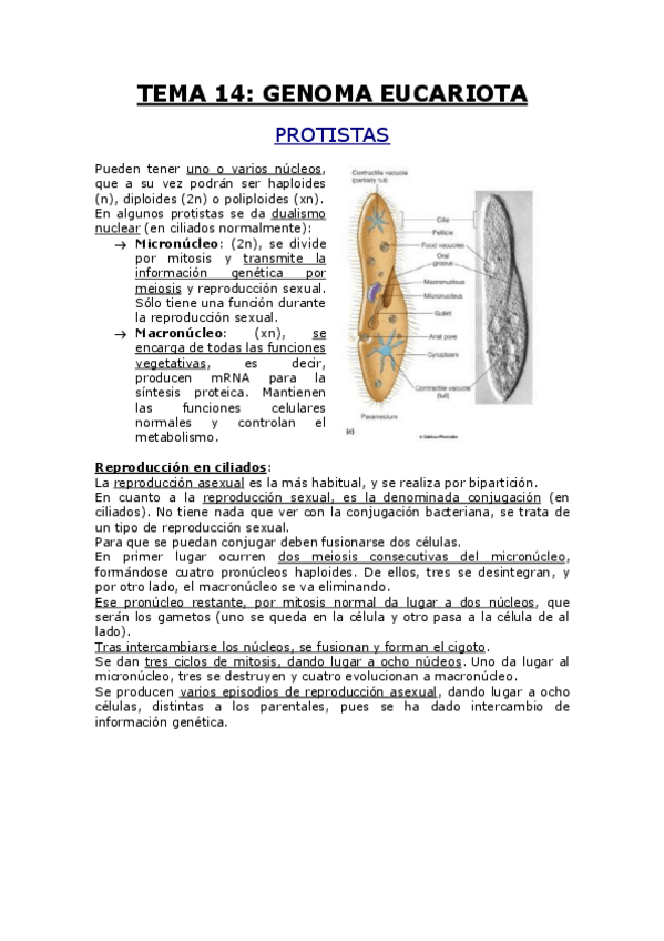 Miniatura del documento TEMA 14.pdf