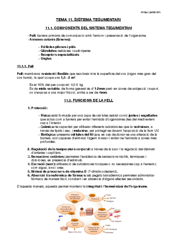 Miniatura del documento Apunts-Fisiologia-i-Fisiopatologia-II-Tema-11.pdf