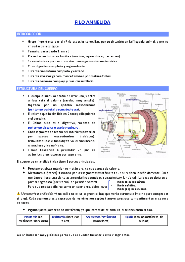 Miniatura del documento FILO-ANNELIDA.pdf