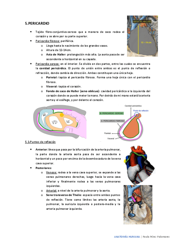 Miniatura del documento pericardio-timo-esofago.pdf