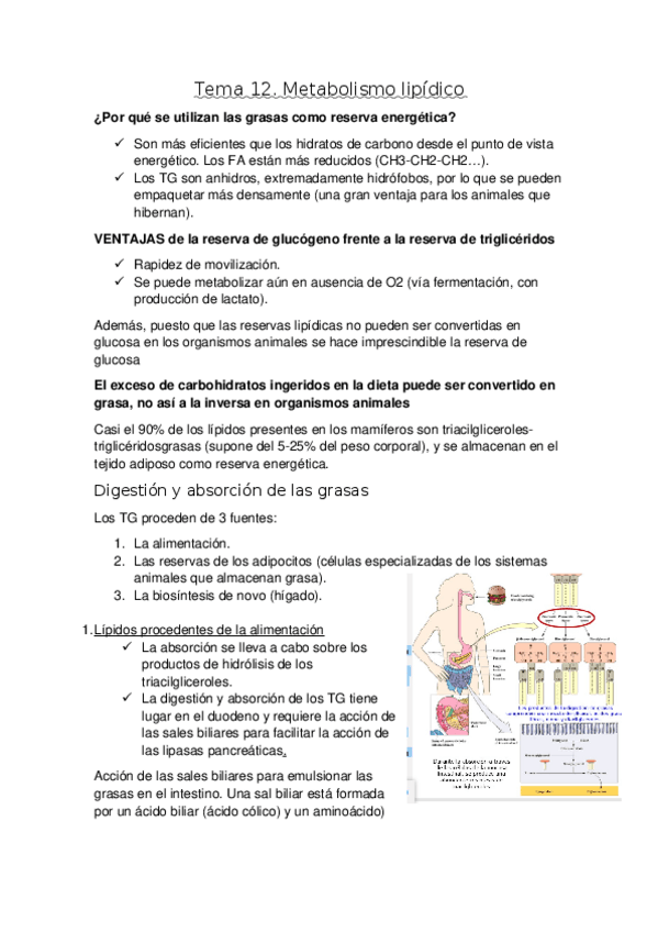 Miniatura del documento T12.docx
