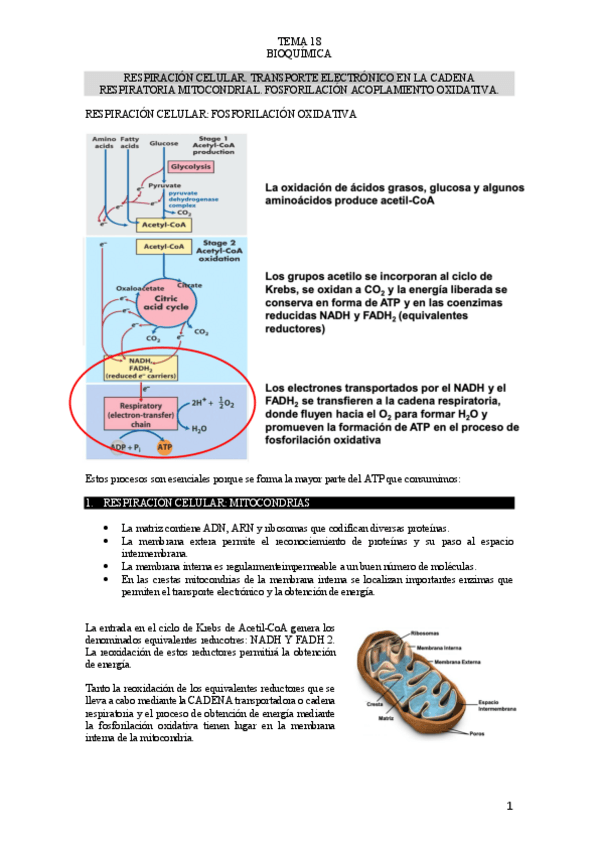 Miniatura del documento TEMA-18-BIOQUIMICA.pdf