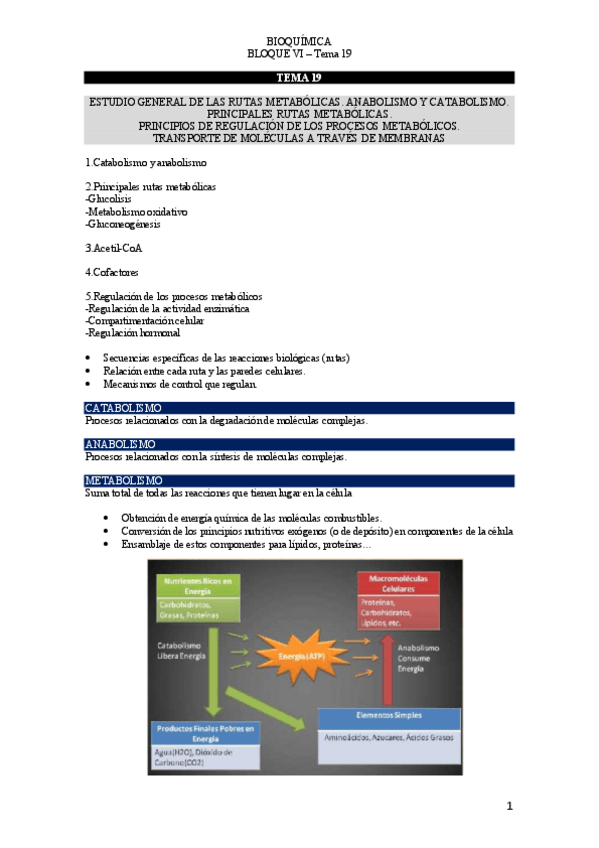 Miniatura del documento TEMA-19-bioquimica-.pdf