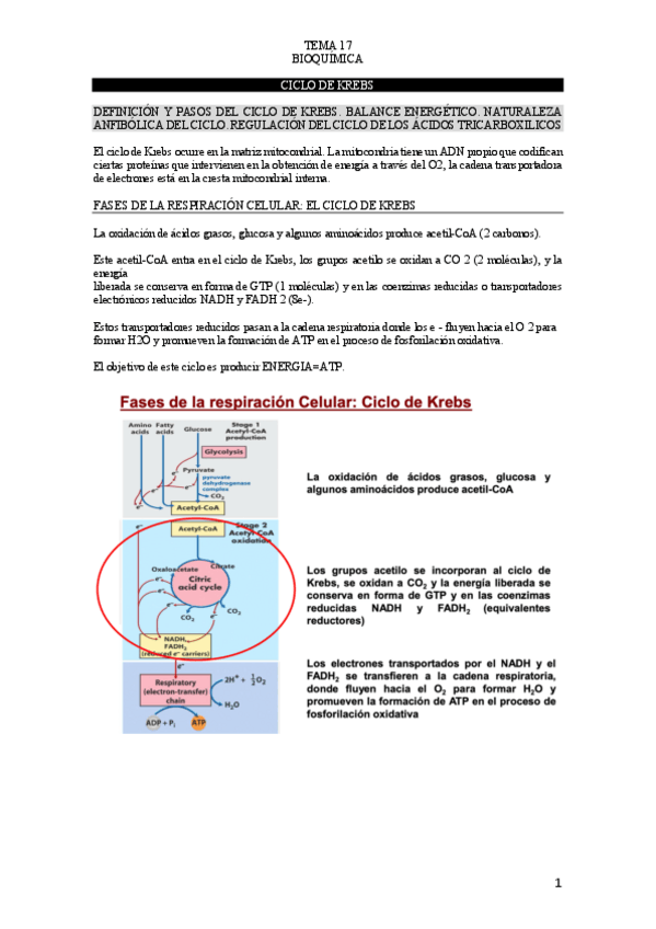 Miniatura del documento TEMA-17-BIOQUIMICA.pdf