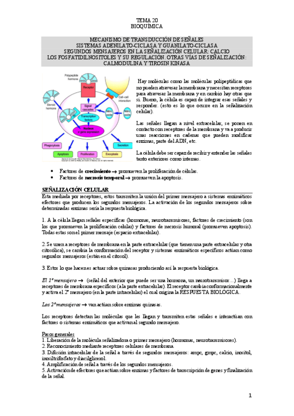 Miniatura del documento TEMA-20-BIOQUIMICA.pdf