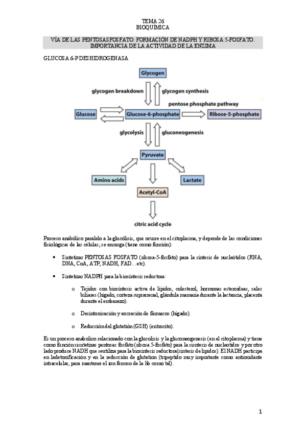 Miniatura del documento TEMA-26-BIOQUIMICA.pdf