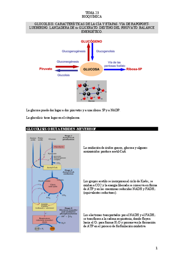Miniatura del documento TEMA-23-BIOQUIMICA.pdf